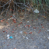 DSC_0085.jpg