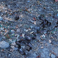 DSC_0098.jpg