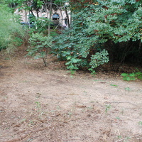 DSC_0278.jpg