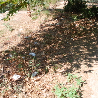 DSC_0175.jpg
