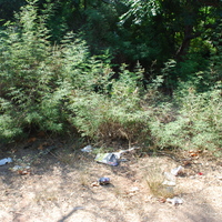 DSC_0132.jpg