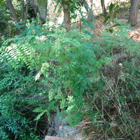 DSC_0137.jpg