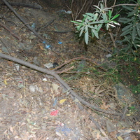 DSC_0115.jpg